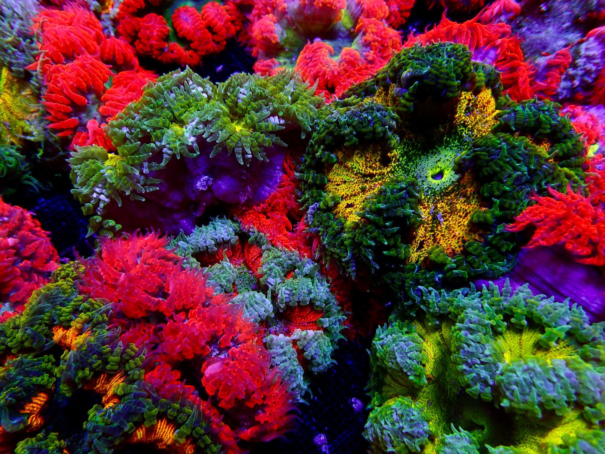 Ultra Rock Flower Anemone - Phymanthus crucifer | Anémone Colorée et Facile à Maintenir en Aquarium Récifal