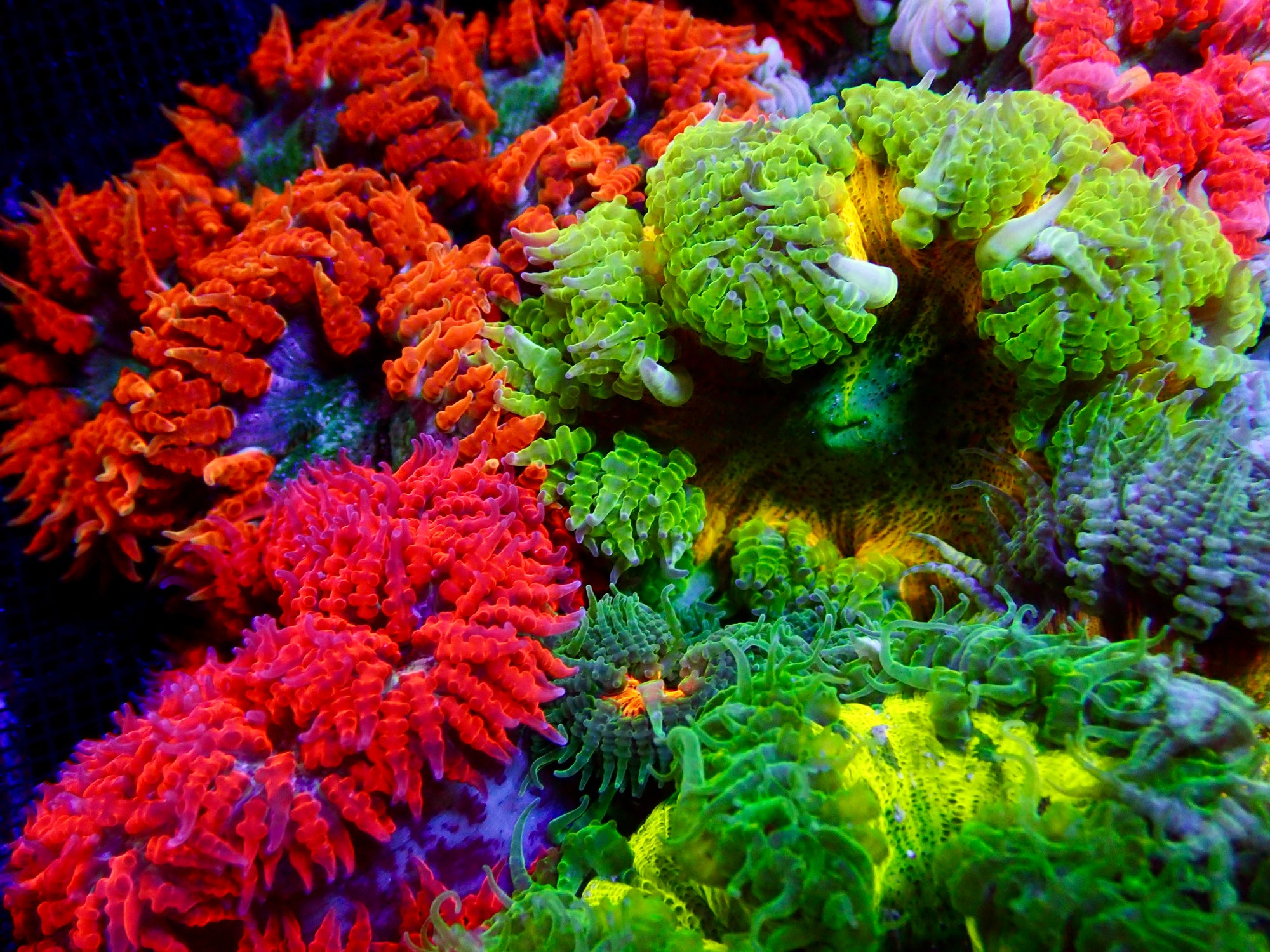 Ultra Rock Flower Anemone - Phymanthus crucifer | Anémone Colorée et Facile à Maintenir en Aquarium Récifal