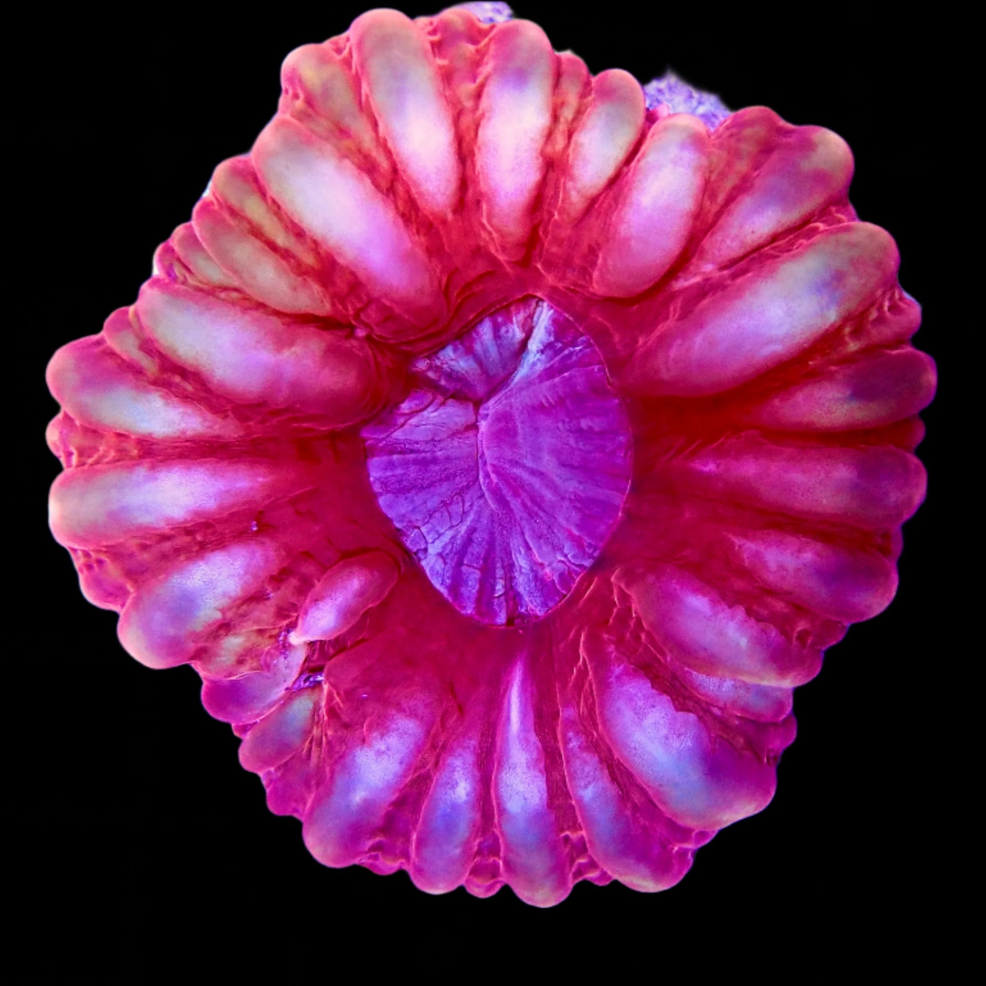 Cynarina