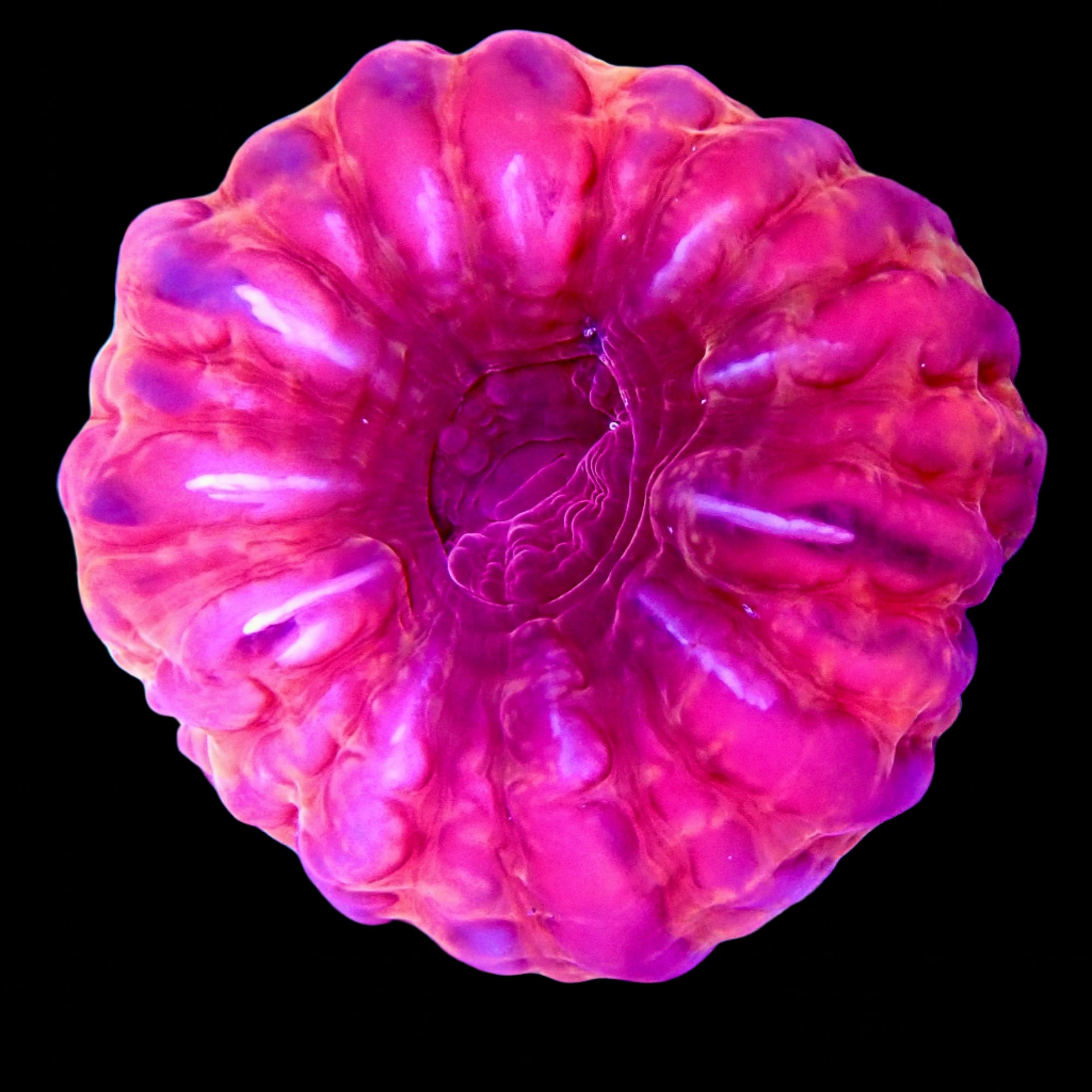Cynarina