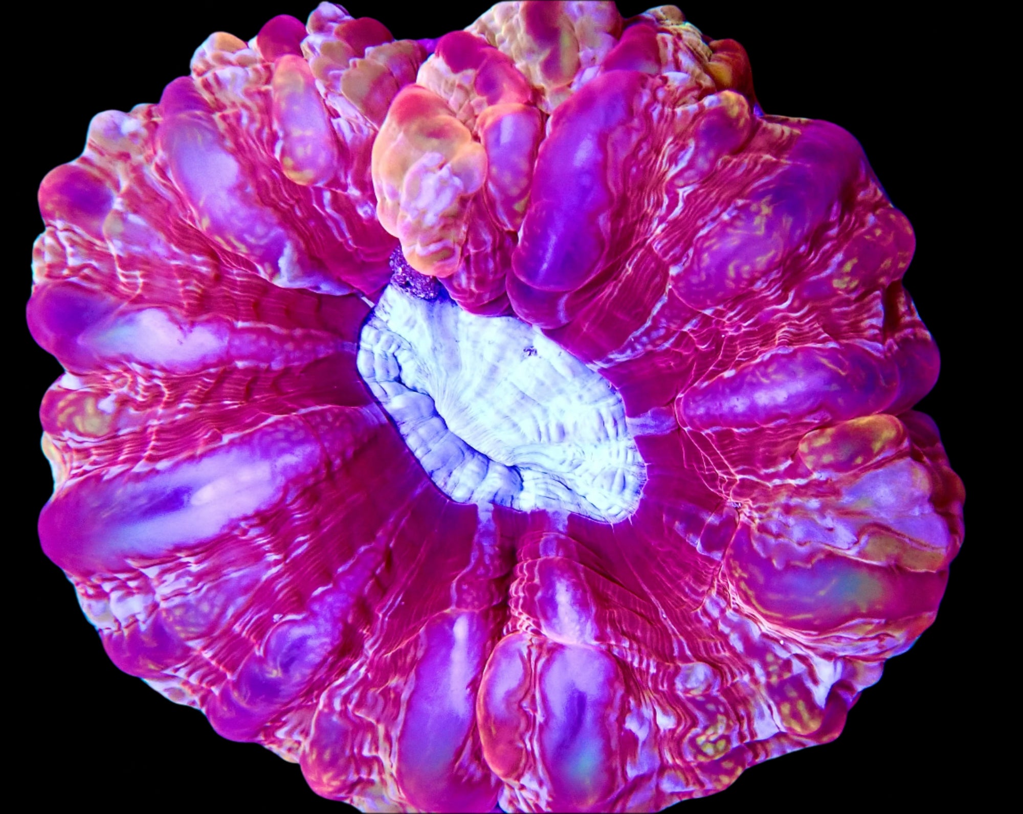Cynarina