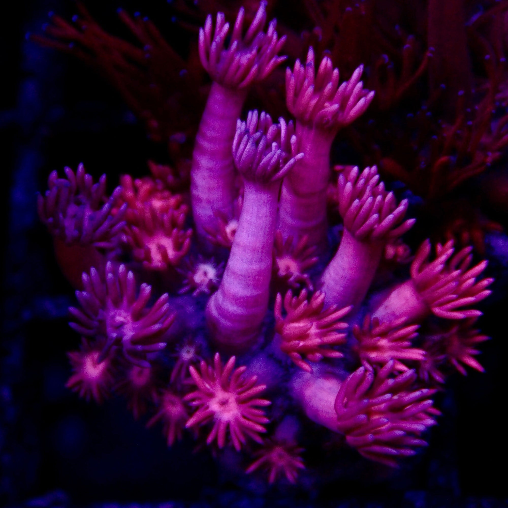 Gionopora Rainbow Frag