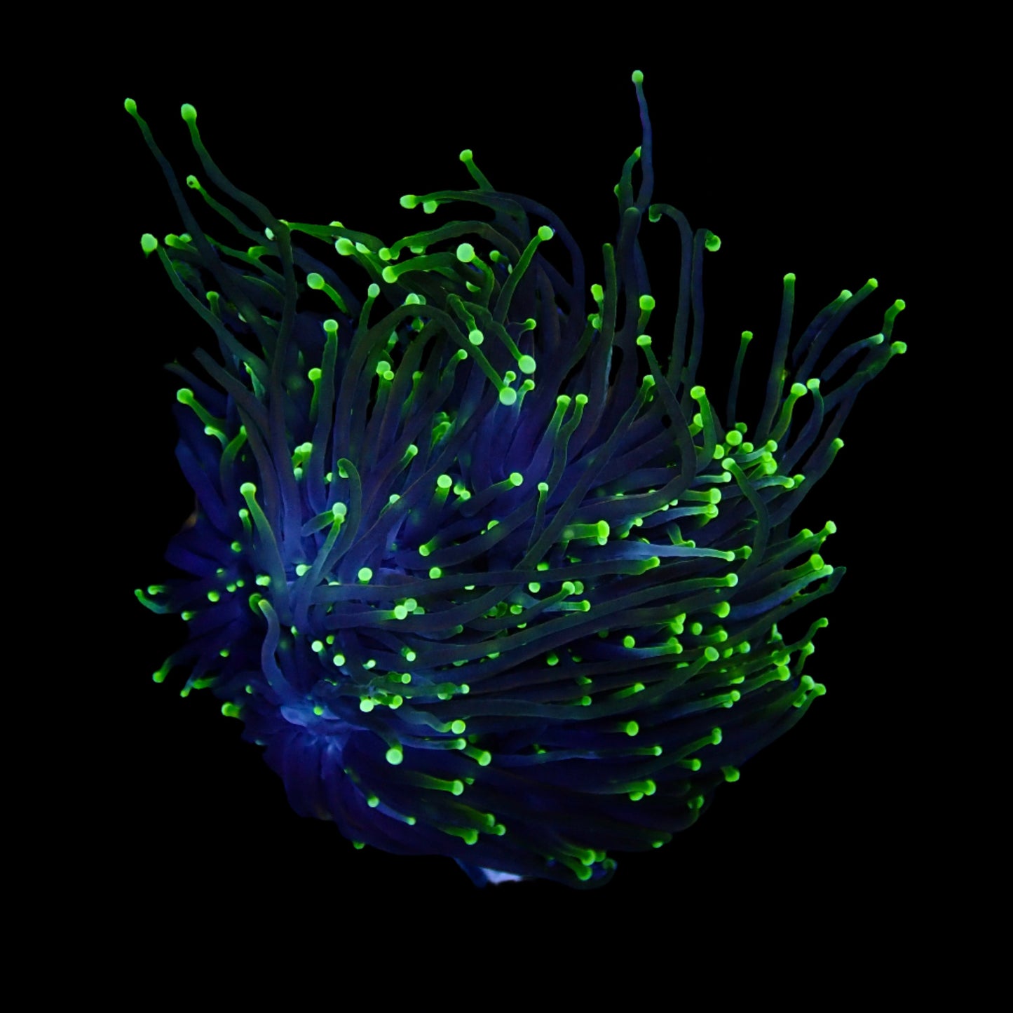 Green Neon Tip Torch par tête