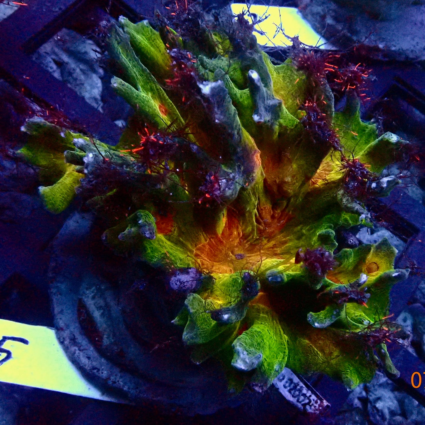 Pectinia Colony