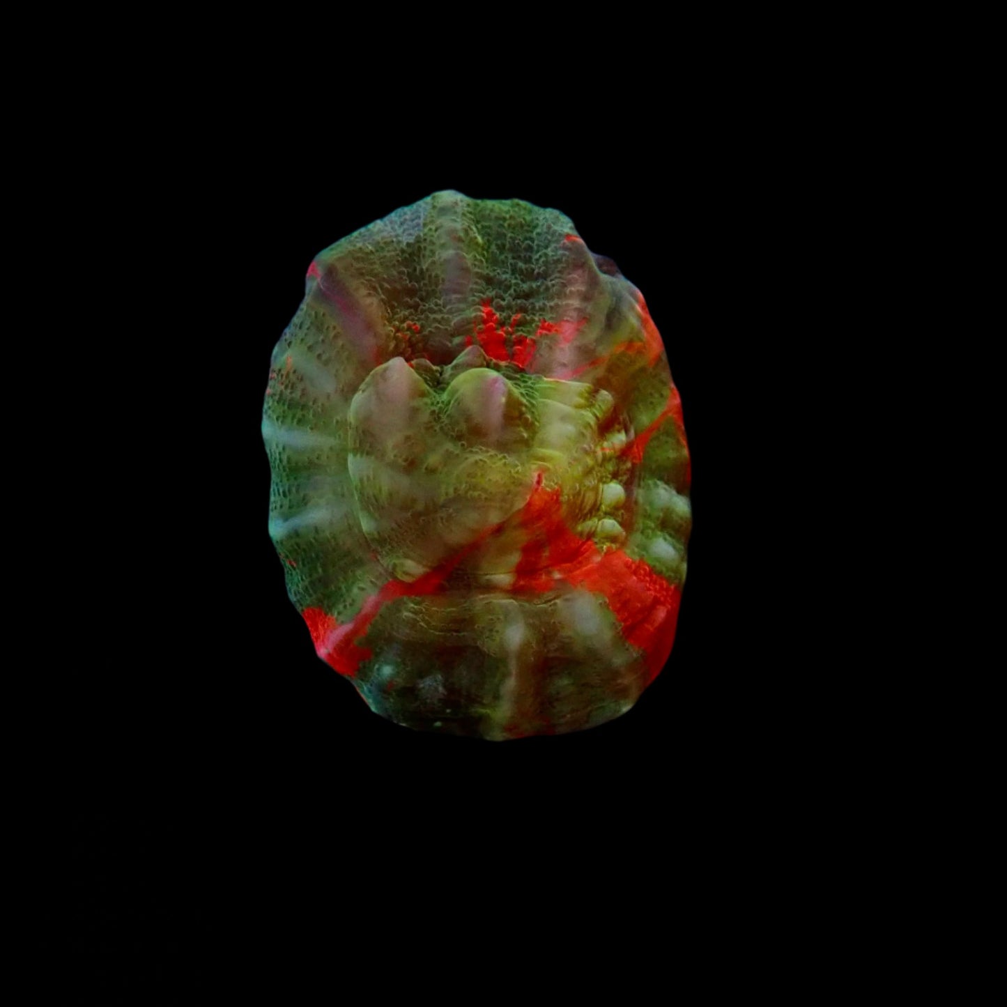 Scolymia Ultra Frag