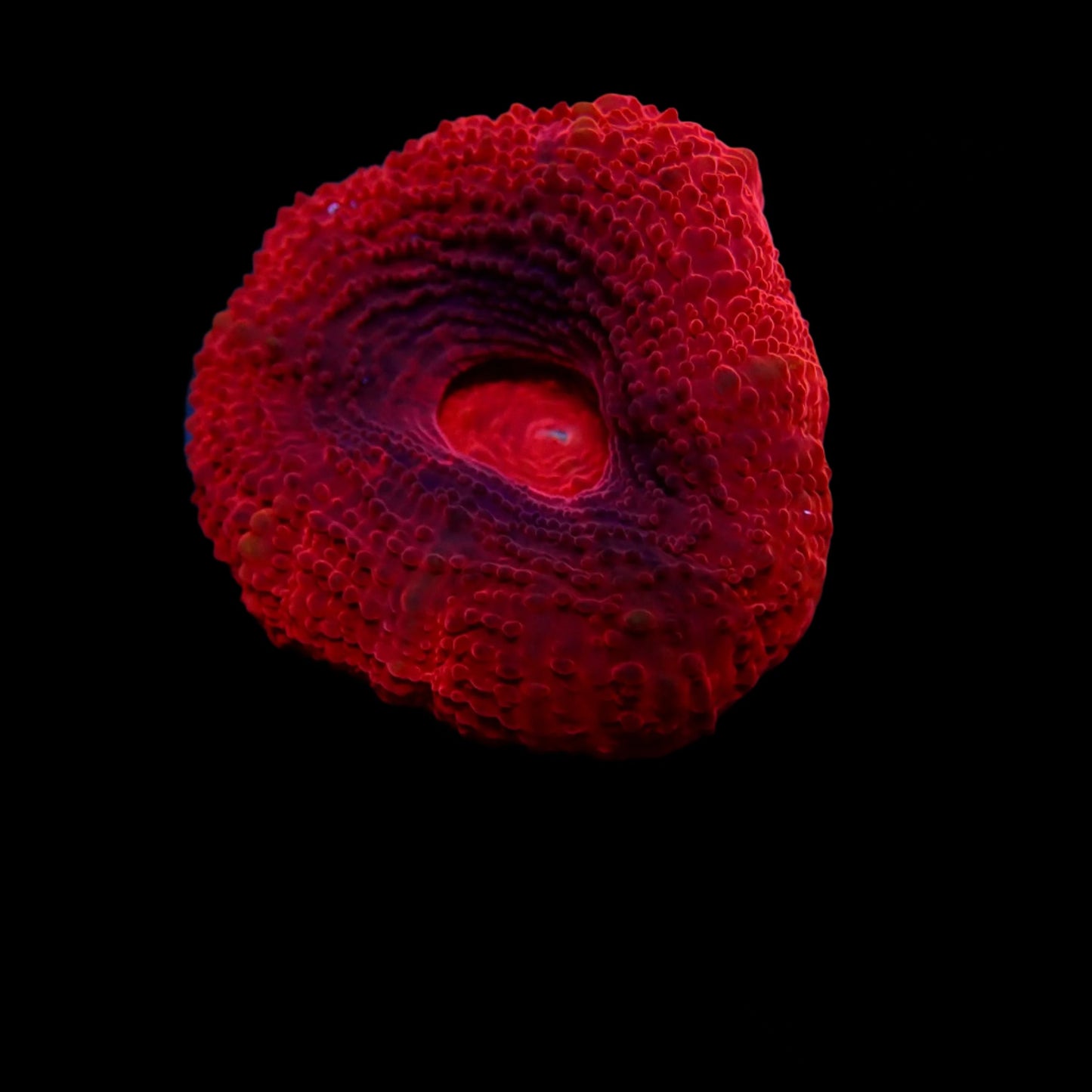Scolymia Ultra Bloody red frag