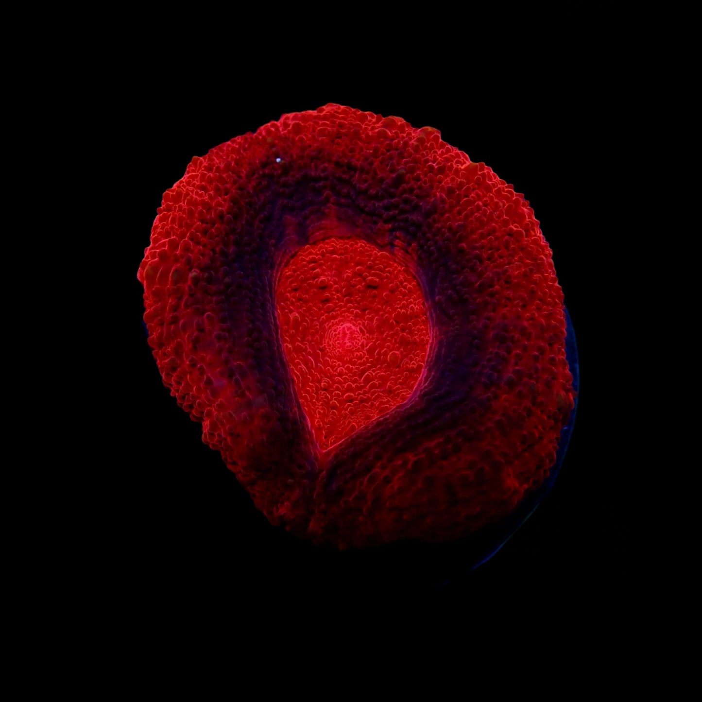 Scolymia Ultra Bloody red frag