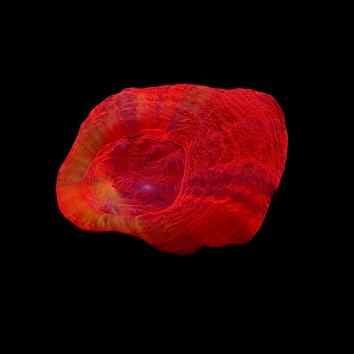 Scolymia Ultra Frag