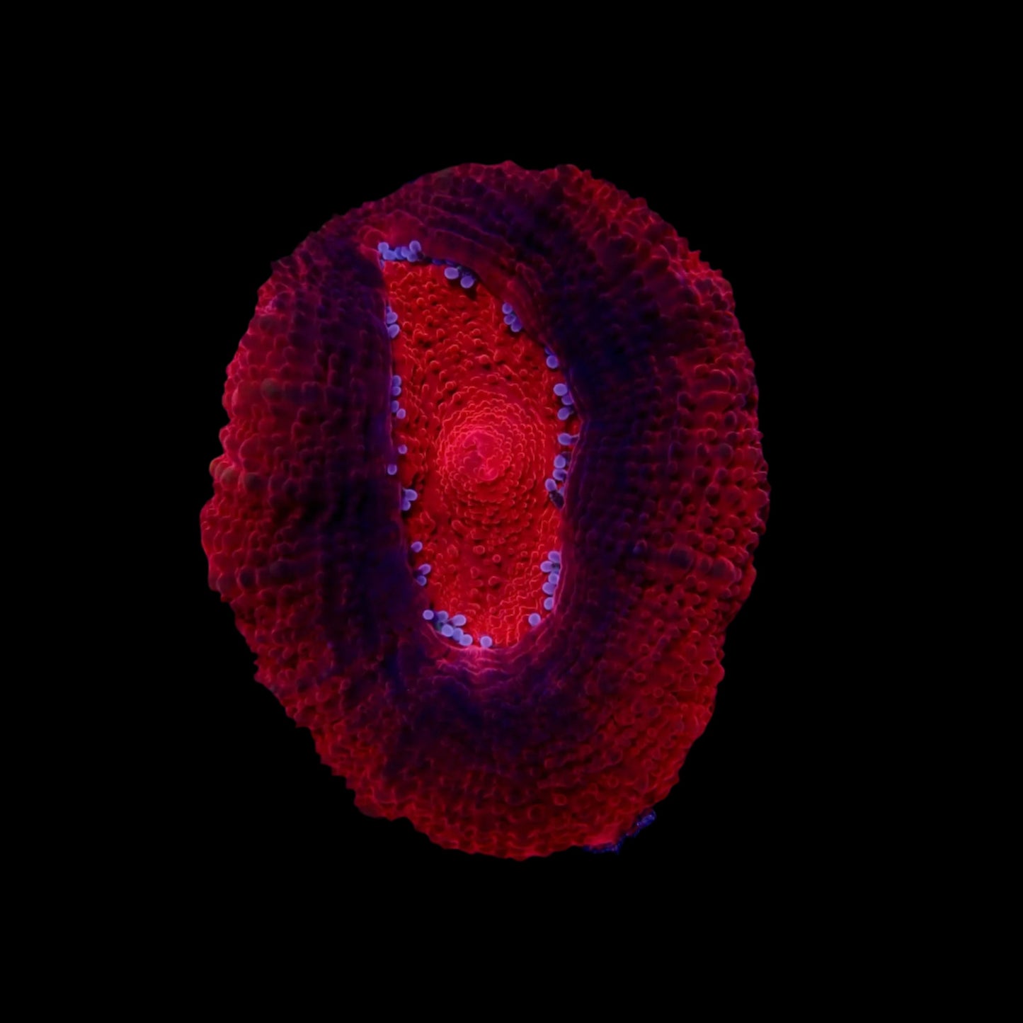 Scolymia Ultra Bloody red frag