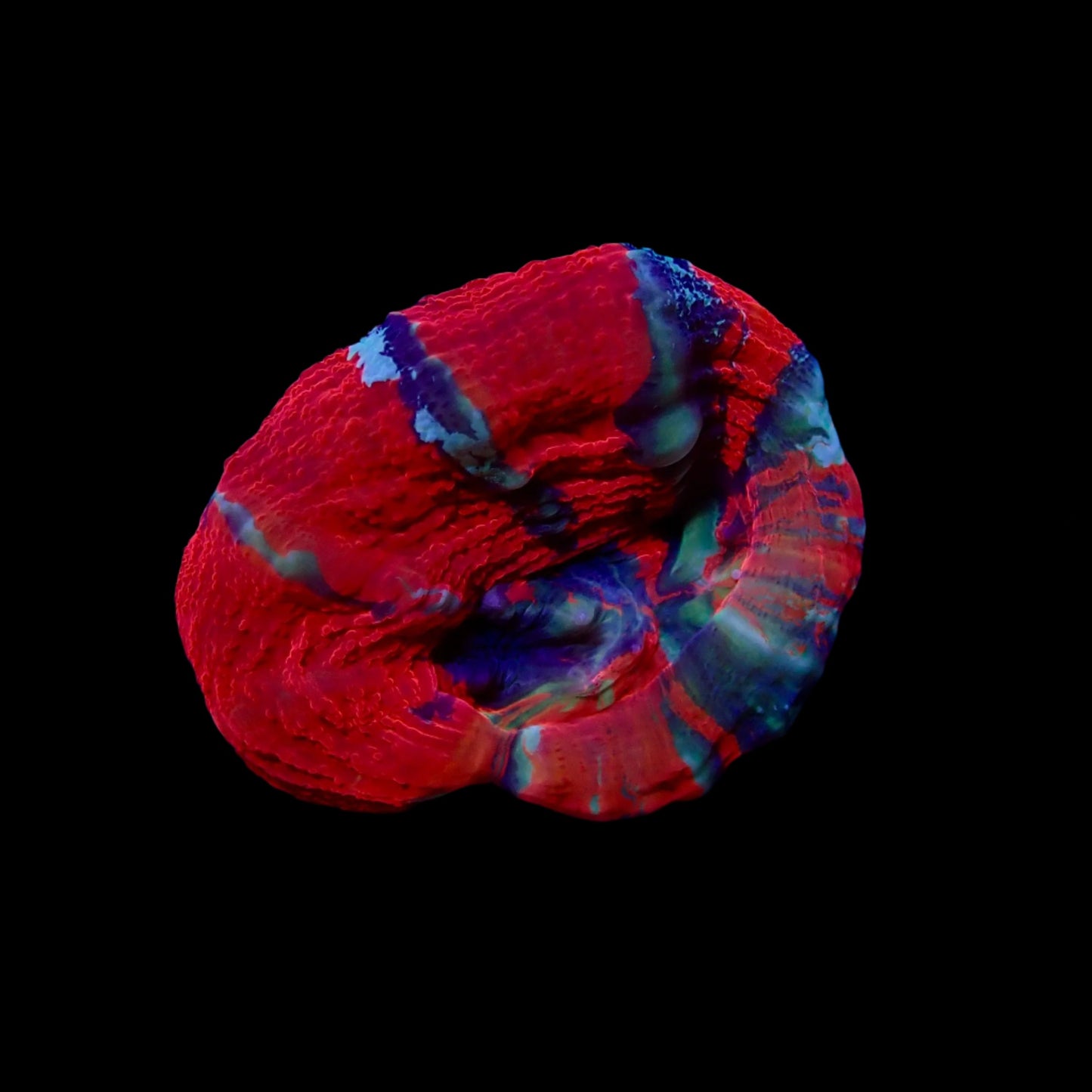 Scolymia Ultra Frag