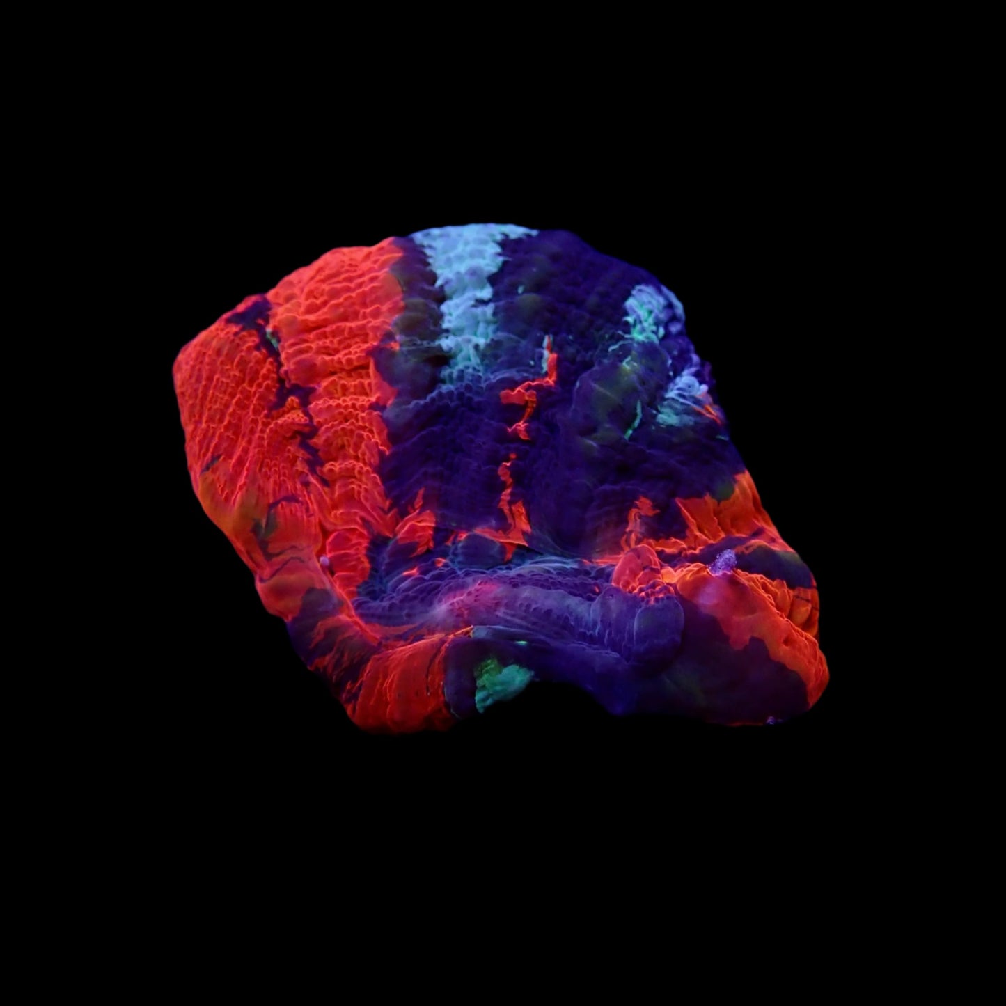 Scolymia Ultra Frag