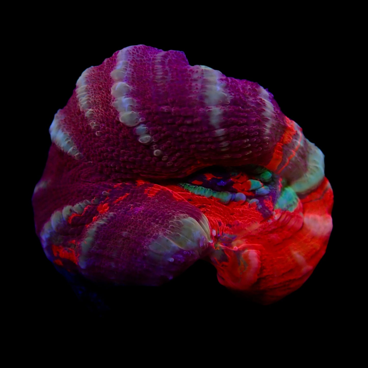 Scolymia Ultra Frag