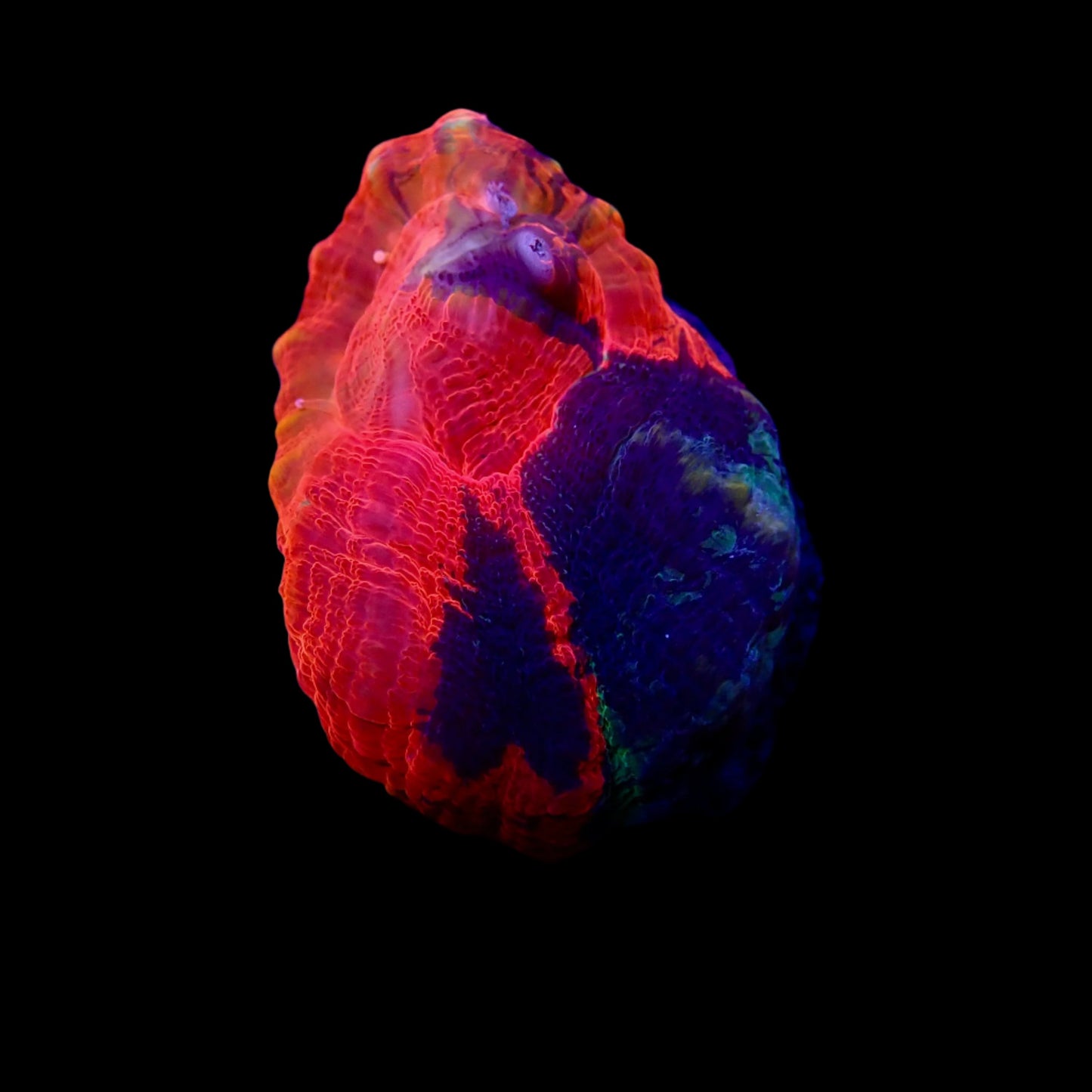 Scolymia Ultra Frag