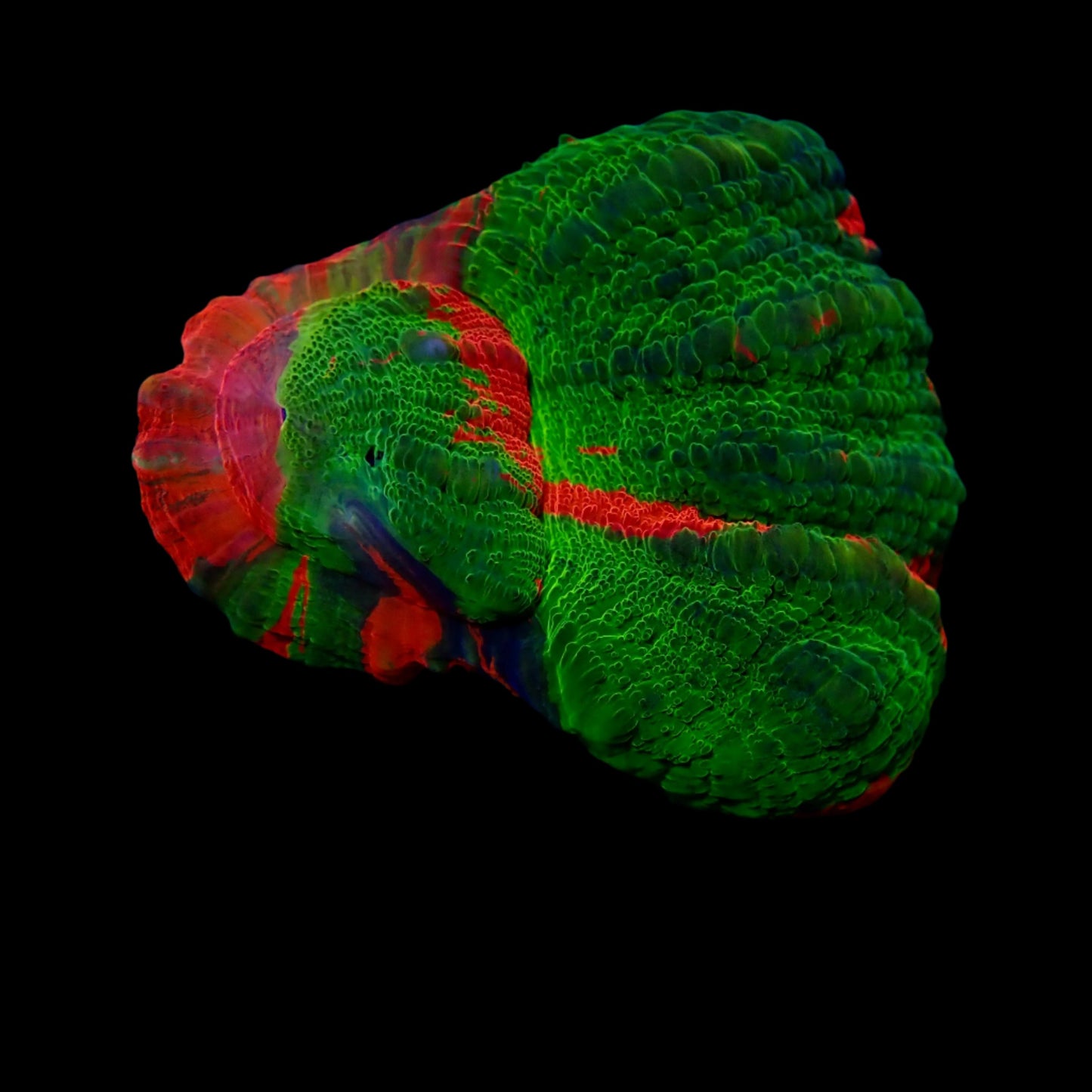 Scolymia Ultra Frag