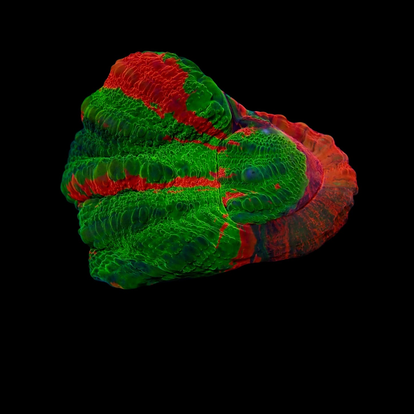 Scolymia Ultra Frag