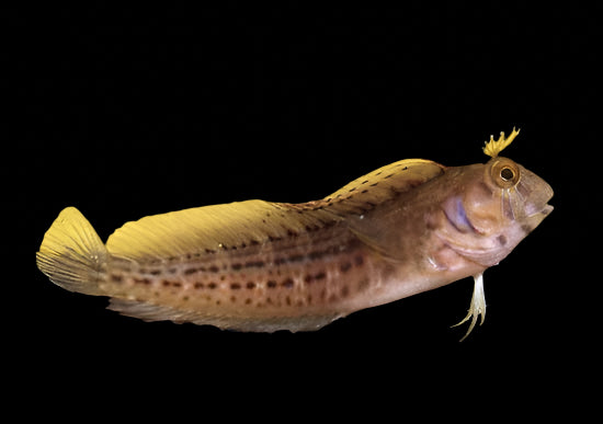 Eye Lash or Seaweed Blenny (parablennius marmoreus)