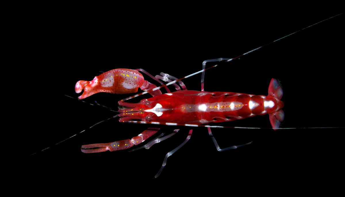 Pistol Shrimp Alpheus Armathus