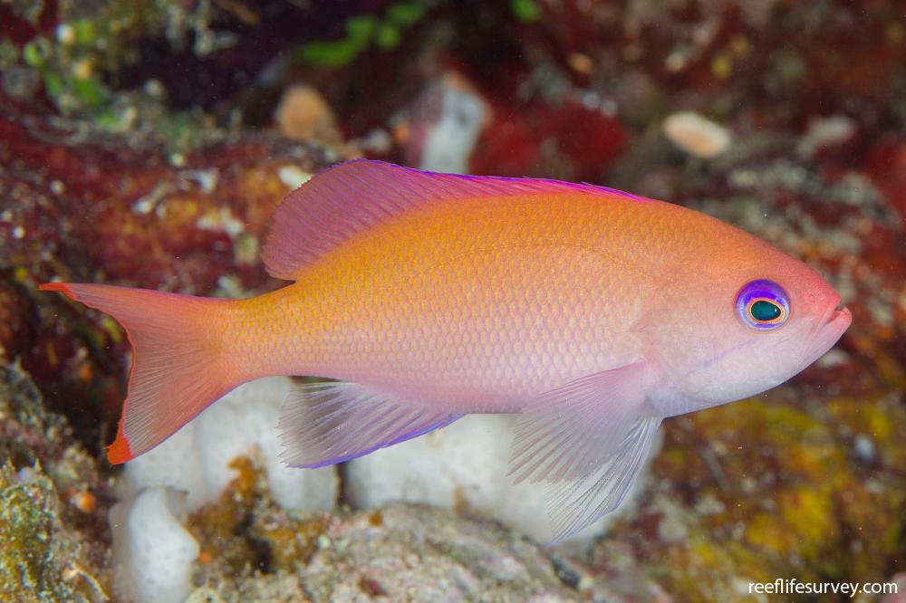 Pseudanthias hypselosoma ( Stocky Anthais ) Femelle