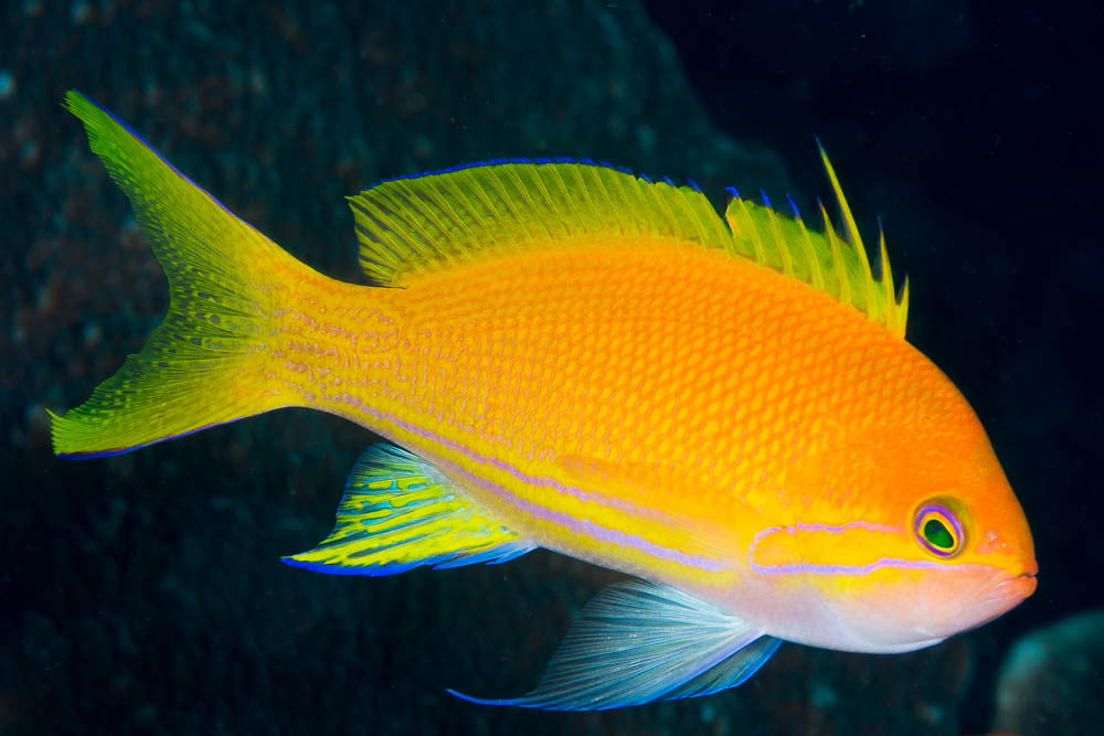 Pseudanthias pleurotaenia (Squareback Anthias) Female