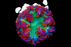 Ultra Rock Flower Anemone - Phymanthus crucifer | Anémone Colorée et Facile à Maintenir en Aquarium Récifal