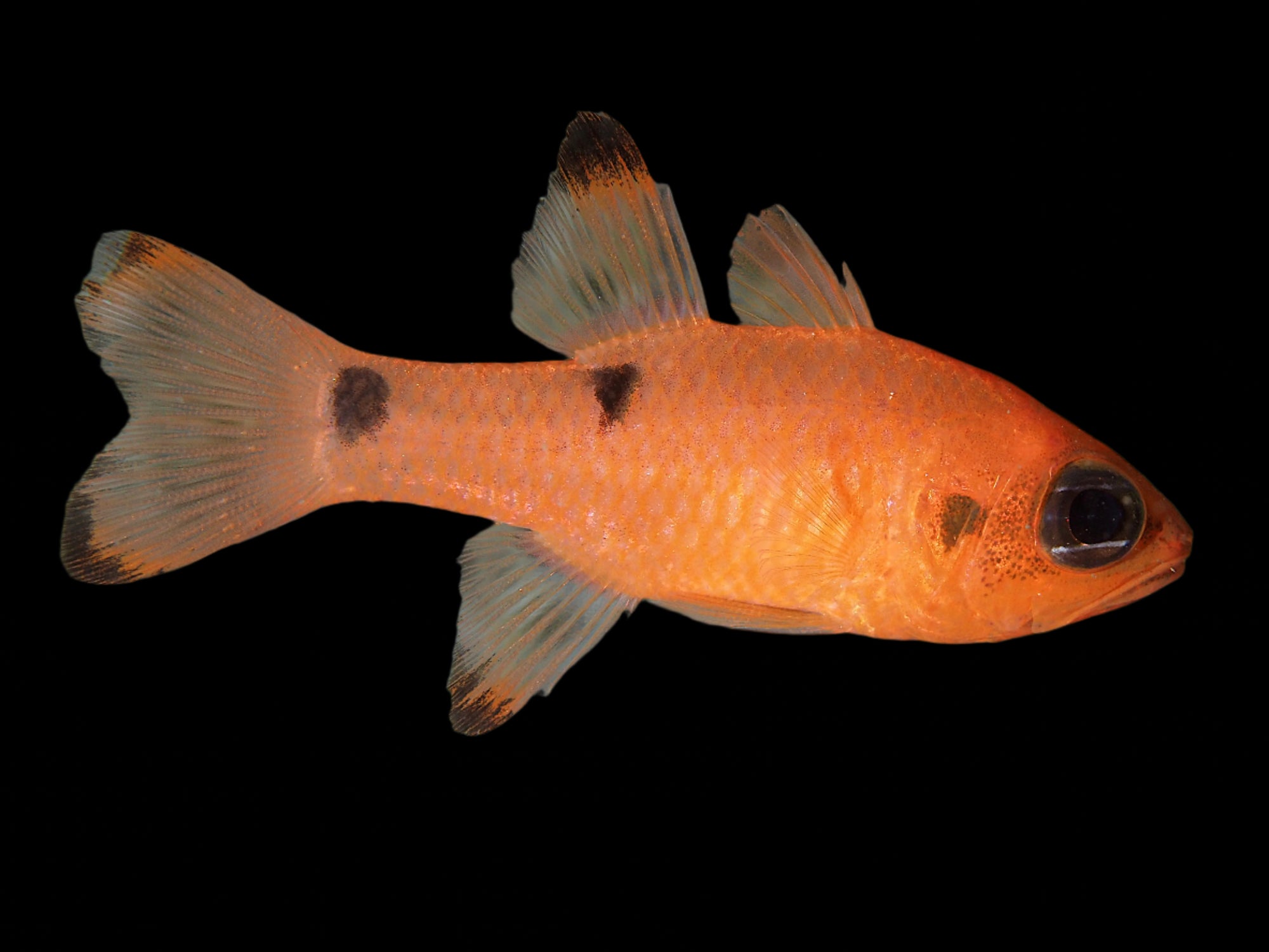Apogon Pseudomaculatus ( Two Spot Cardinal )