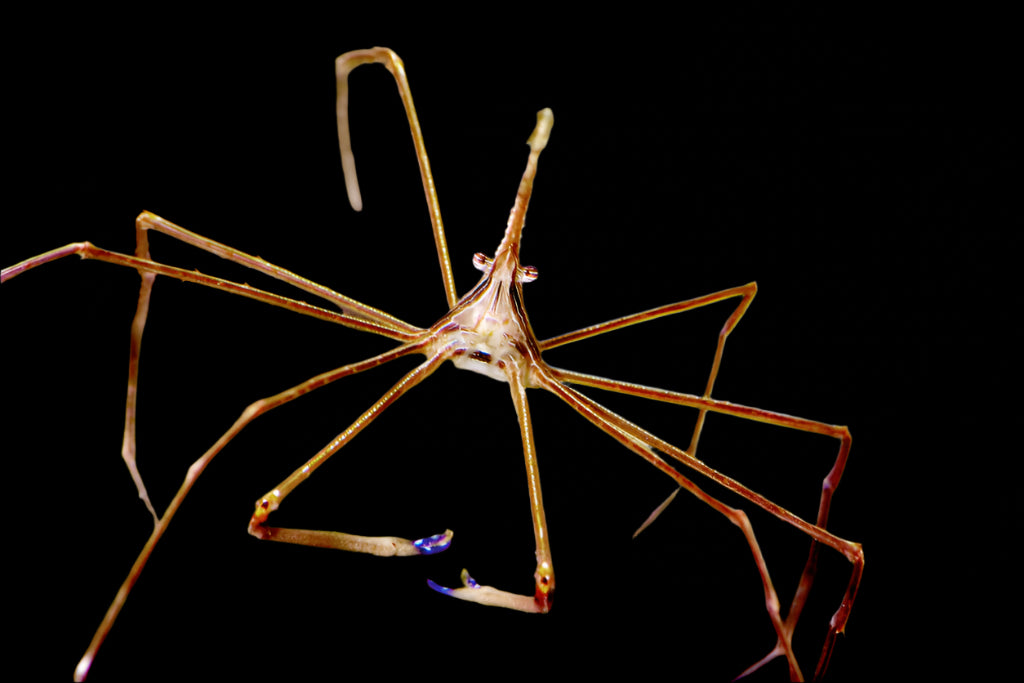 Arrow crab Stenorhynchus seticornis