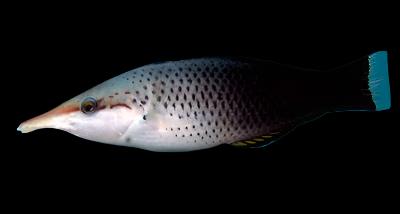 Brown Bird Wrasse 4.6-5.5