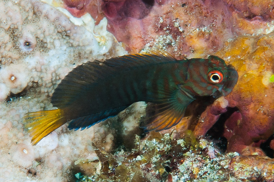 Cirripectes castaneus (chestnut blenny)