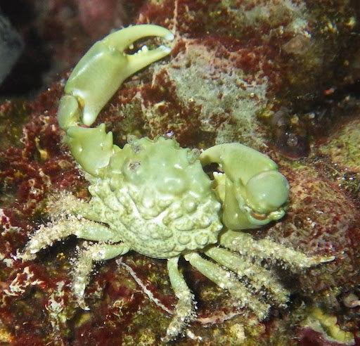 MITHRAX SCULPTUS (Crabe Emeraude)