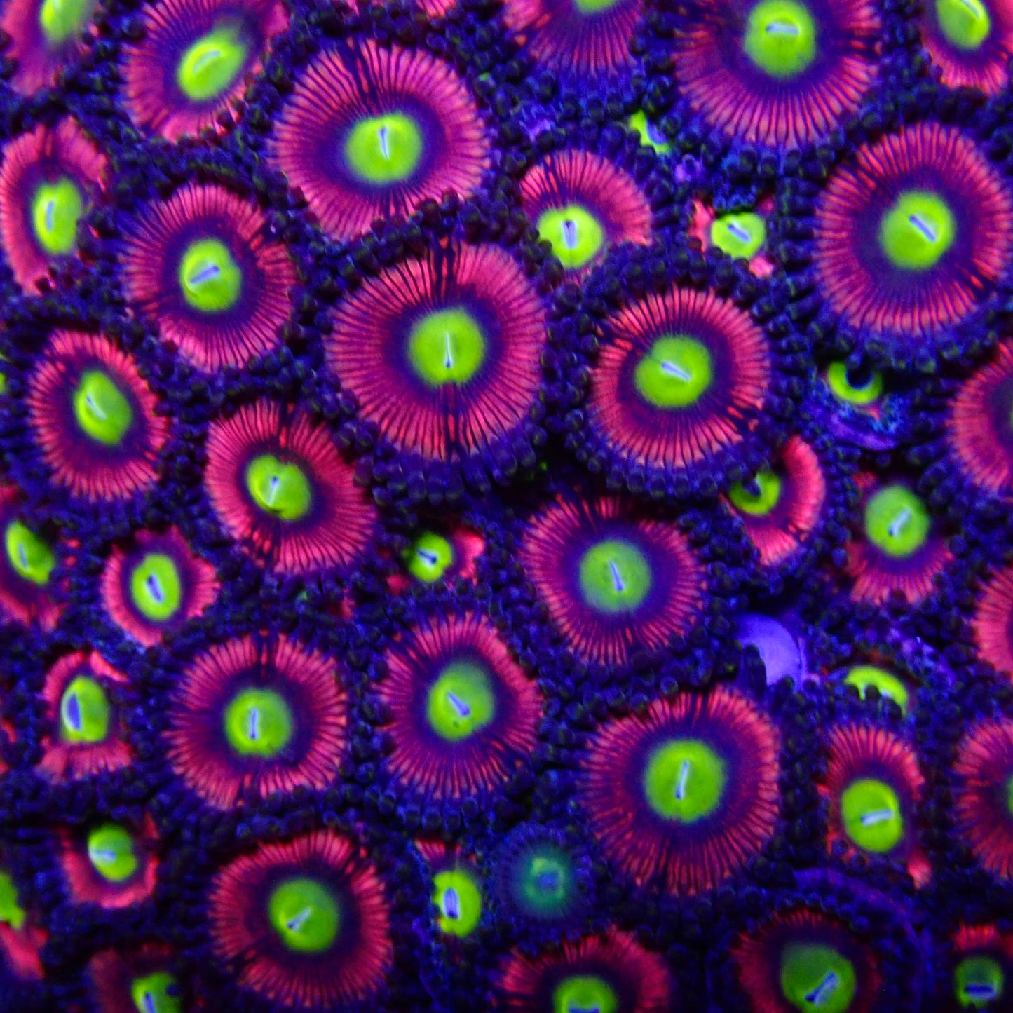 Pink Hippo Zoa Frag