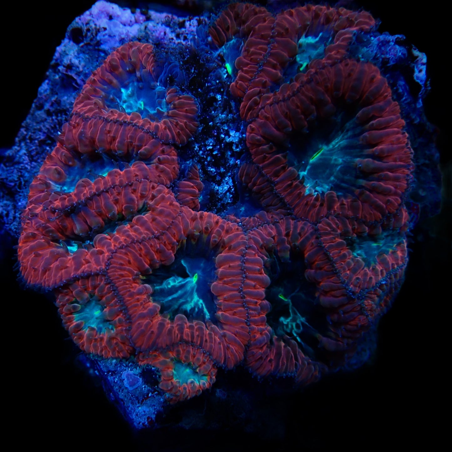 Blastomussa