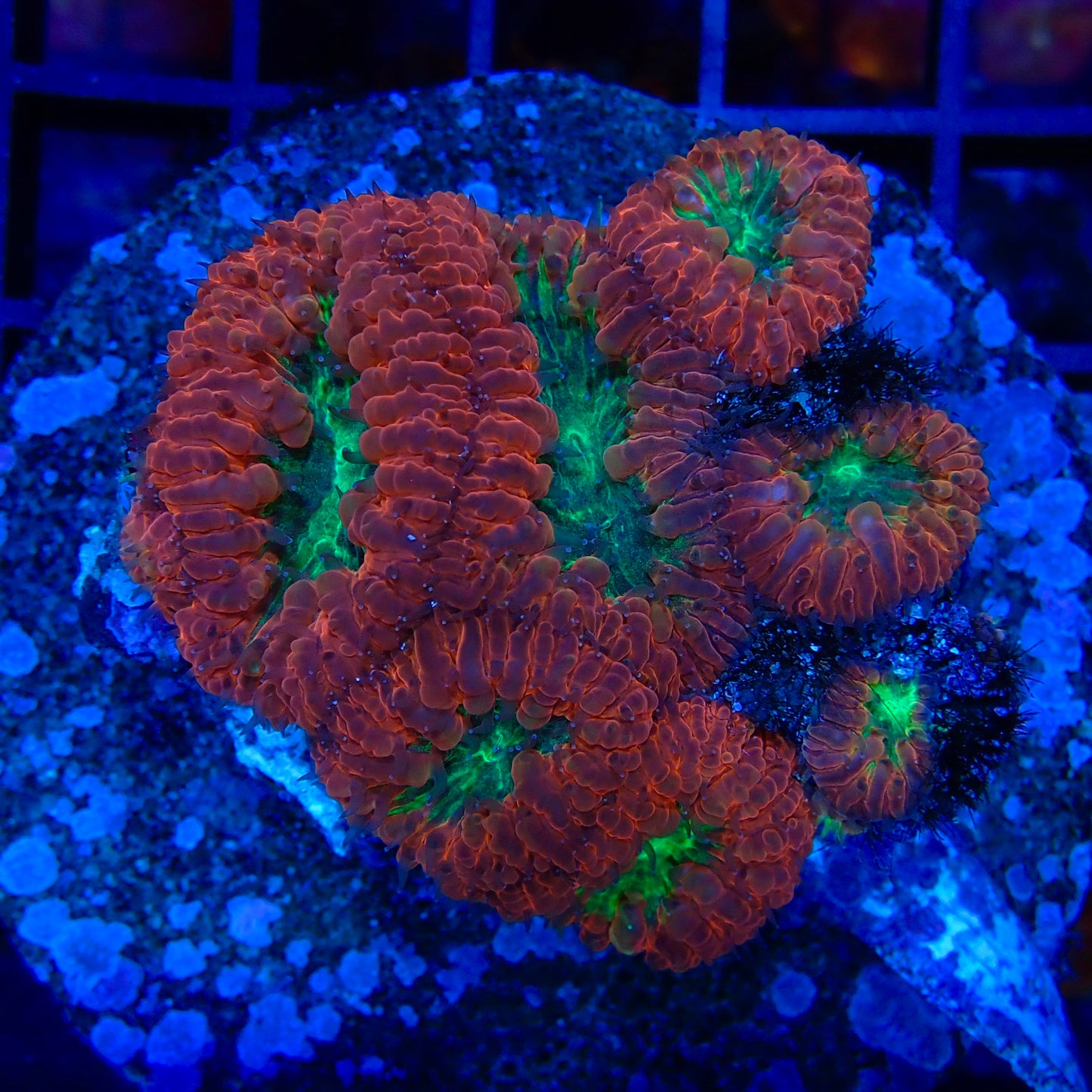 Blastomussa