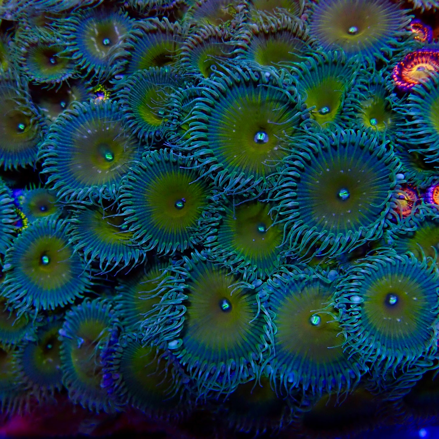 Captain Jerk Zoa frag