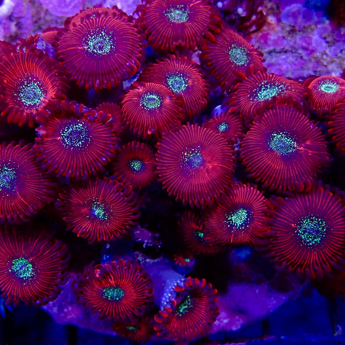 Magician Zoanthid per polyp