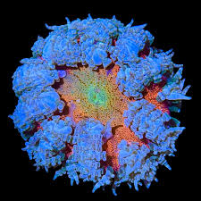 Ultra Rock Flower Anemone - Phymanthus crucifer | Anémone Colorée et Facile à Maintenir en Aquarium Récifal