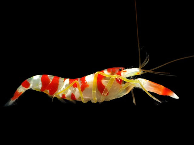 Alpheus randalli (Candy Stripe Pistol Shrimp)