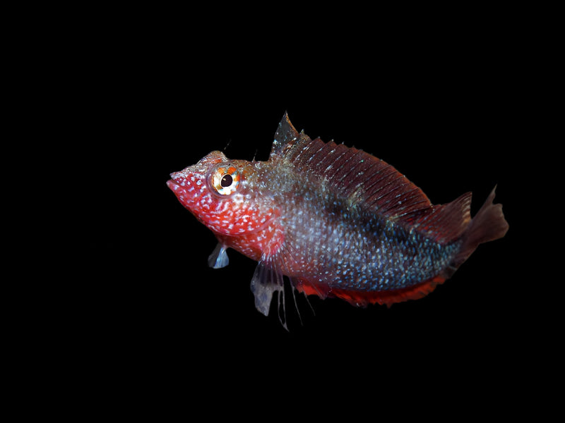 Rosey Blenny (malacoctenus macropus)