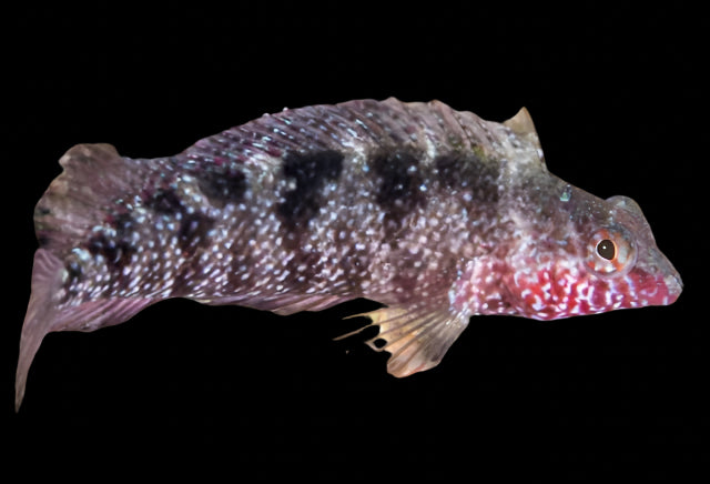 Rosey Blenny (malacoctenus macropus)