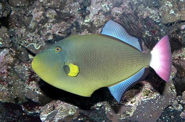 melichthys vidua (Pink Tail Trigger)