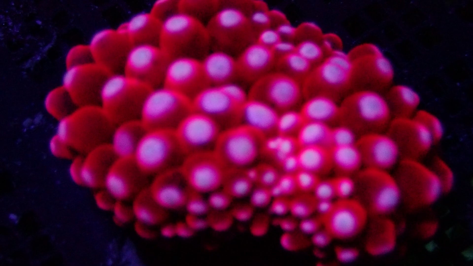 Cherry Puffs Anemone