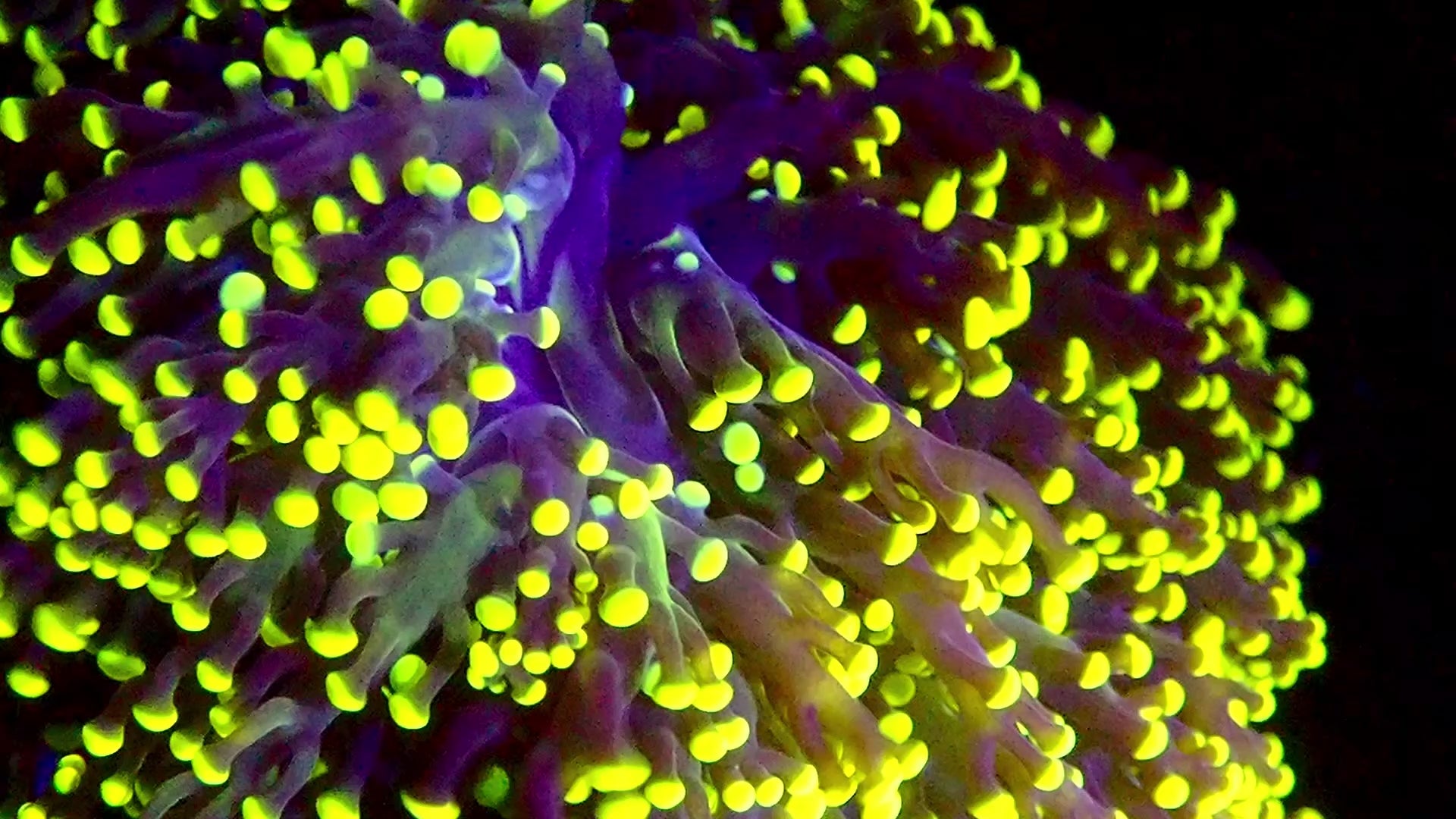 Octospawn Banana sold per head