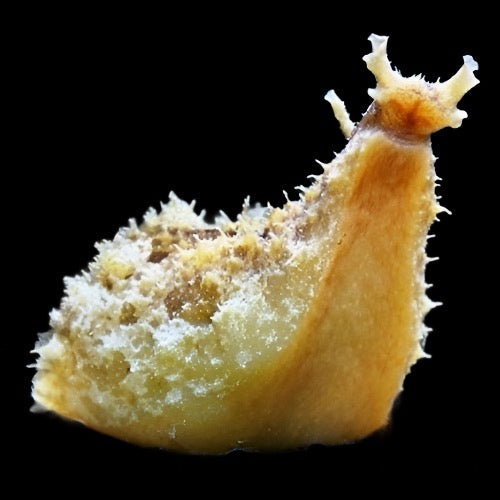 DOLABELLA AURICULARI (Sea hare)