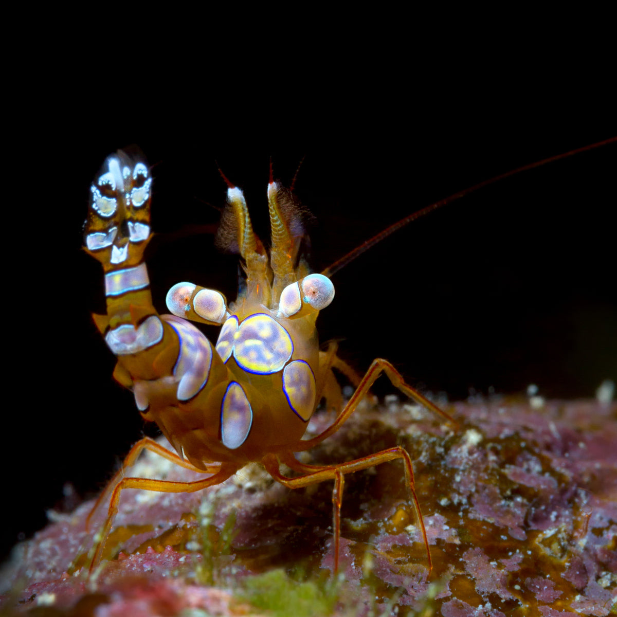 (Thor amboinensis) Sexy Anemone Shrimp