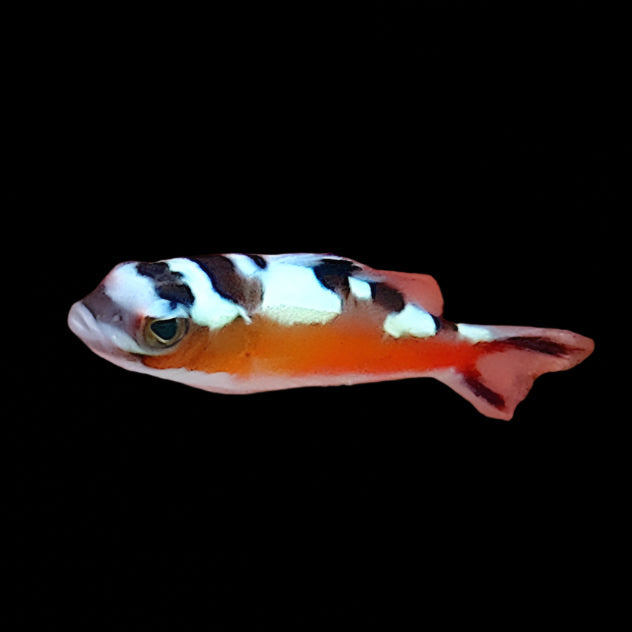 Serranus tabacarius (Tobacco Basslet) | Poisson Robuste et Actif pour Aquarium Marin