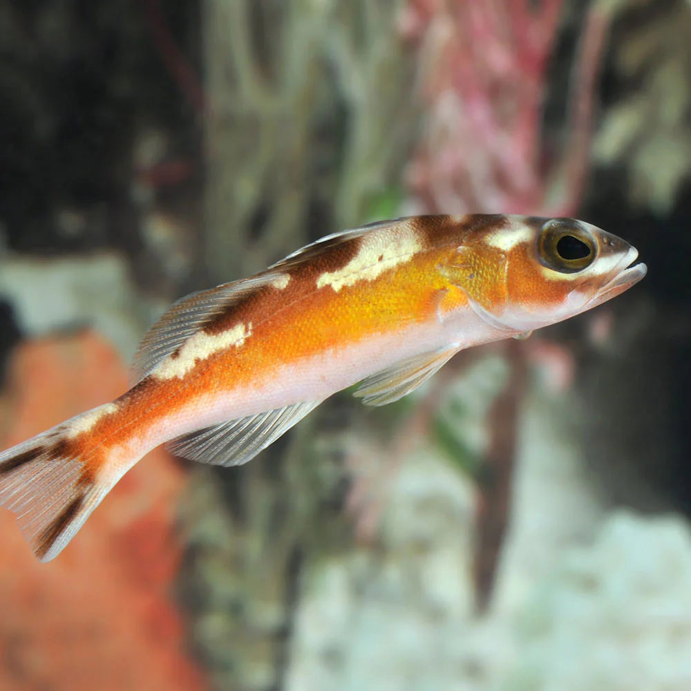 Serranus tabacarius (Tobacco Basslet) | Poisson Robuste et Actif pour Aquarium Marin