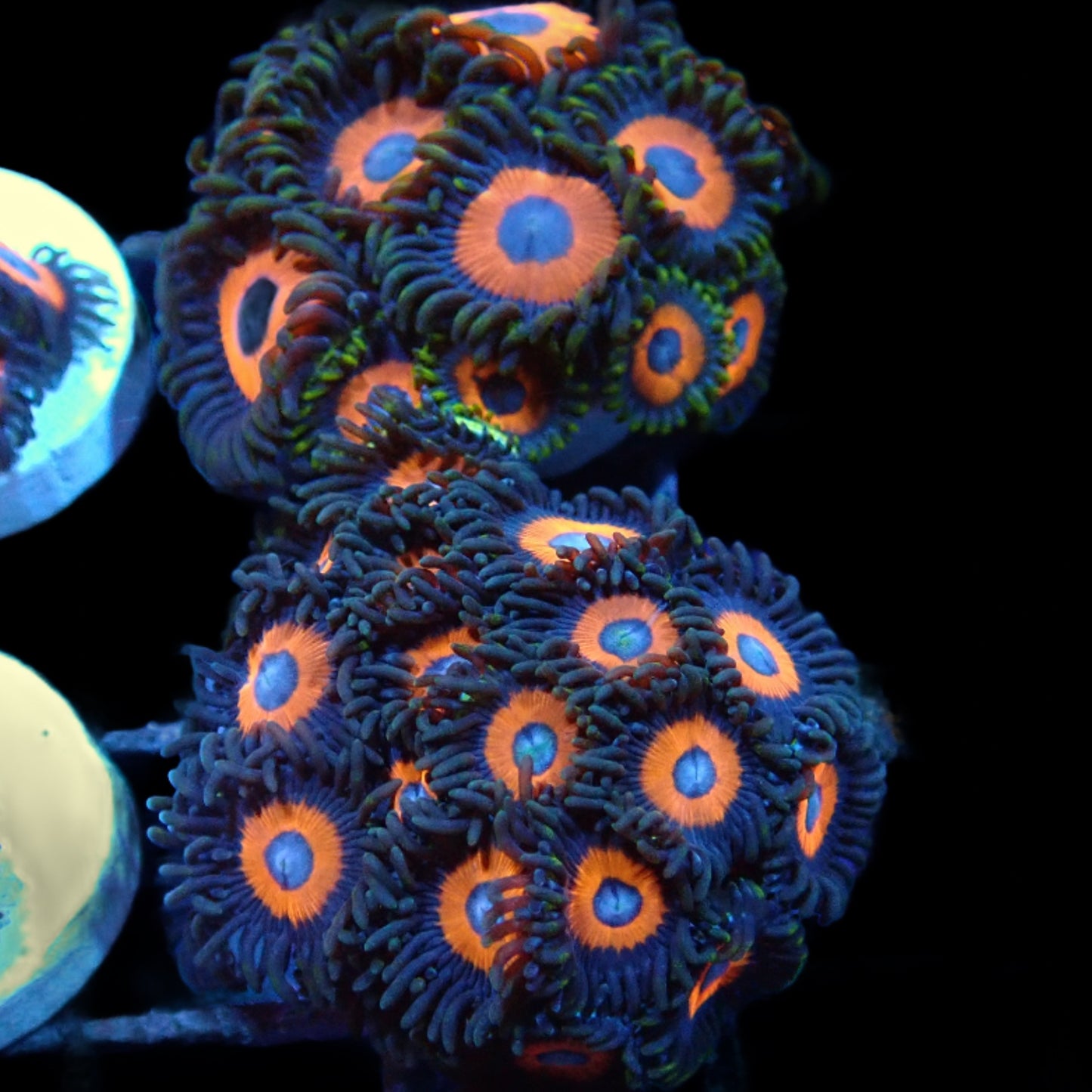 Black Cherries Blue Eye Zoanthids Frag RS