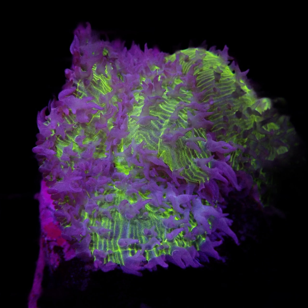 Green Metalic Mushroom on Scleractinia