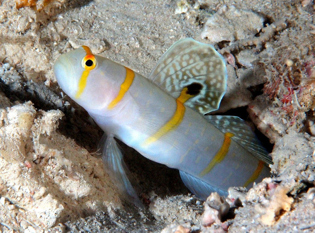 Amblyeleotris randalli (Orange Stripe Prawn Goby)