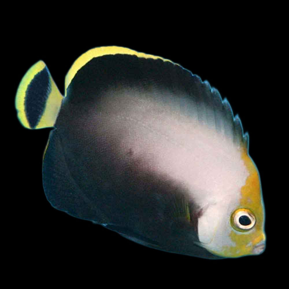 Chaetodontoplus melsnosoma (Grey Poma Angel) small