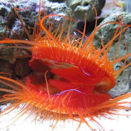 Lima sp. (Electric Flame Scallop)